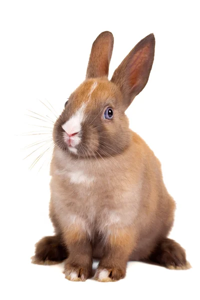 摘出ウサギ — ストック写真