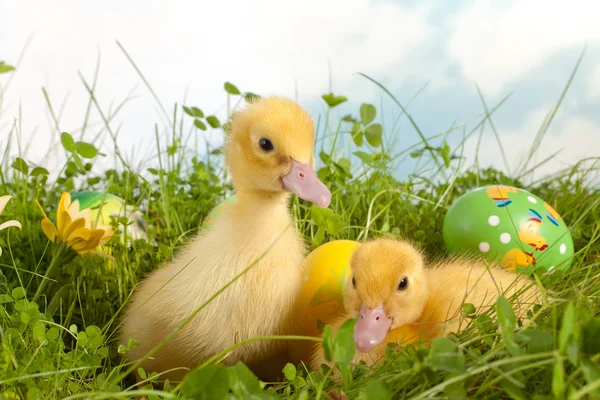 Easter ducklings in grass — Stock Photo, Image