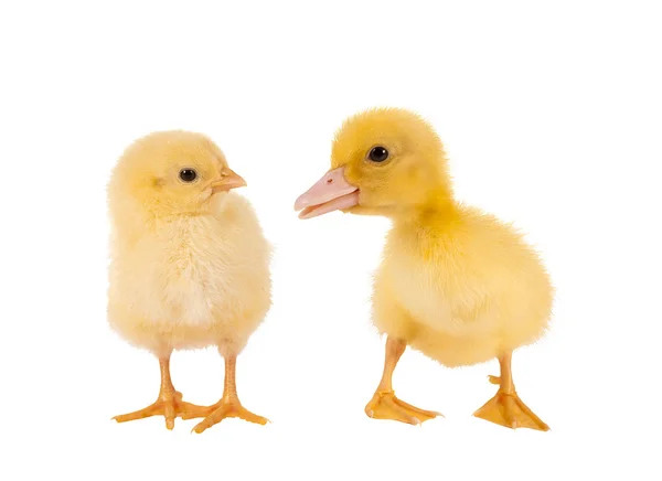 Pasen chick en eendje — Stockfoto