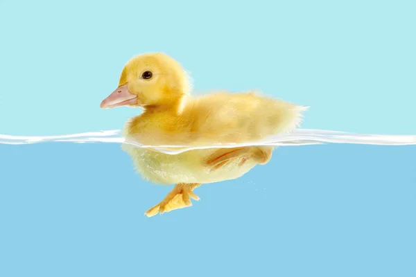 Duckling first swim — Stock Photo, Image