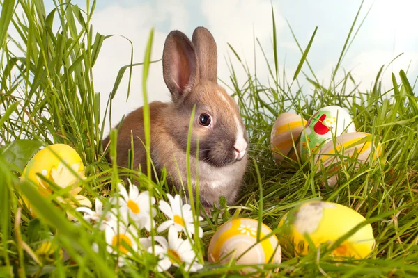 Huevos y conejito de Pascua — Foto de Stock