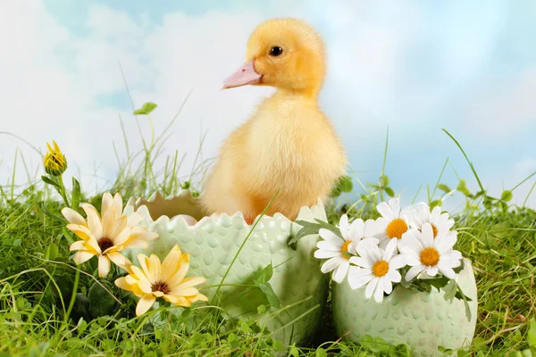 Peeping easter duckling — Stock Photo, Image