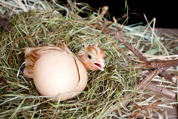害怕孵出的小鸡 — 图库照片