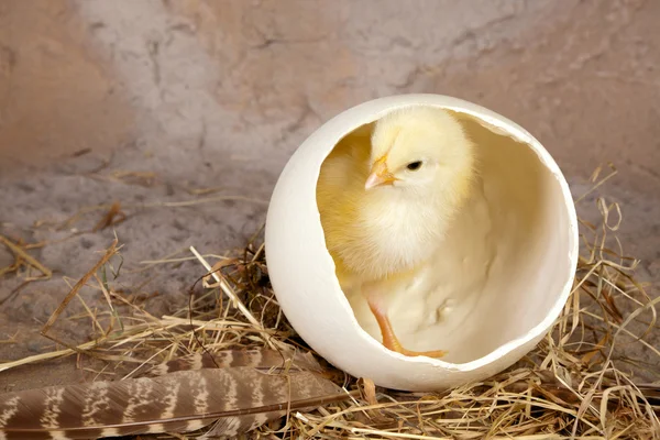 Large egg small yellow chick — Stock Photo, Image