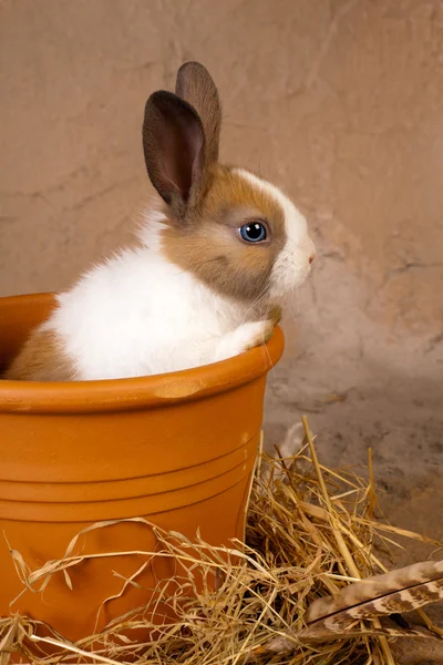 花盆里的小兔子 — 图库照片