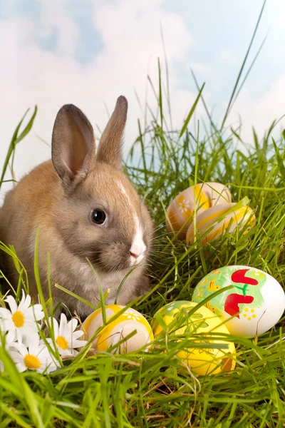 Coniglietto di Pasqua e uova dipinte — Foto Stock