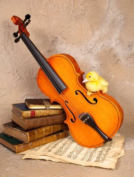 Hudba milující káčátko — Stock fotografie