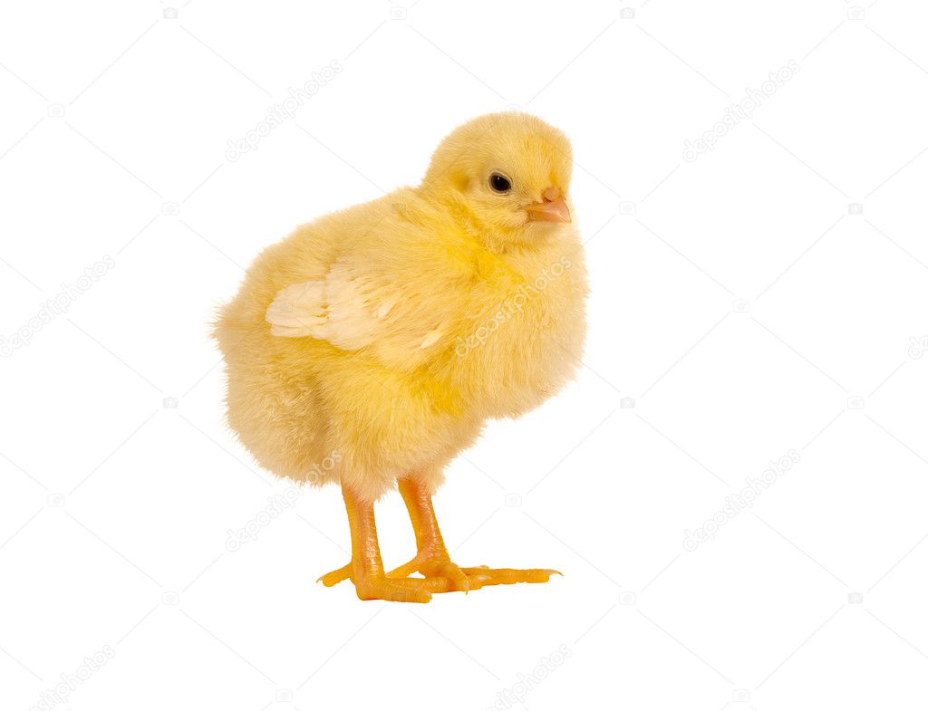 Fluffy easter chick