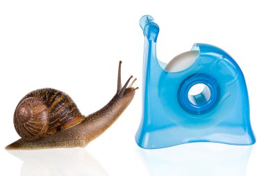 Snail romance clipart