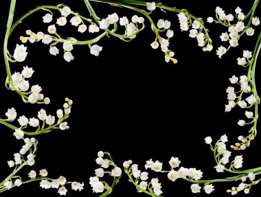 Lilly border clipart