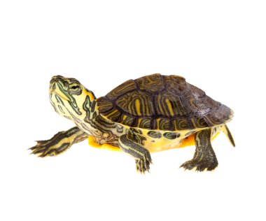 Turtle on parade clipart