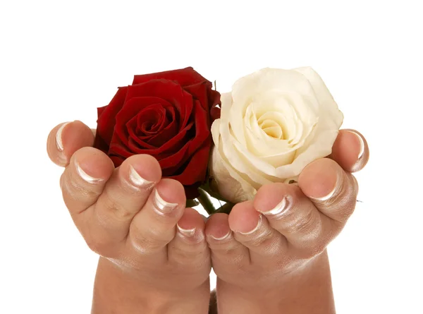 Gift of roses — Stock Photo, Image