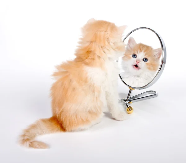 Reflected kitten — Stock Photo, Image
