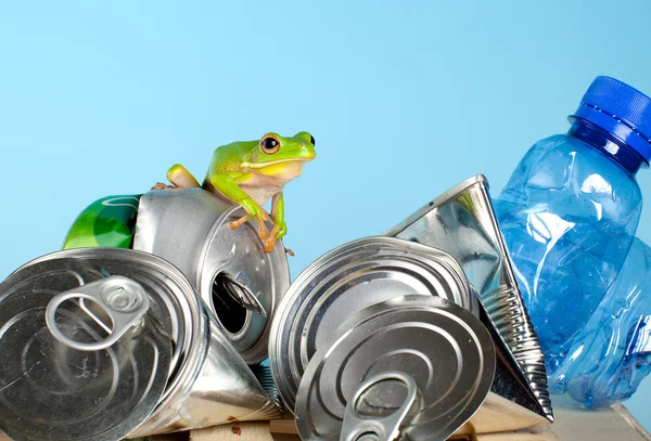 Żaba na śmieci — Zdjęcie stockowe