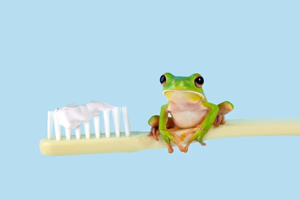 Tree frog on toothbrush — Stock Photo, Image