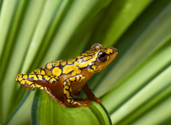 Sapo de dardo envenenado com arlequim — Fotografia de Stock