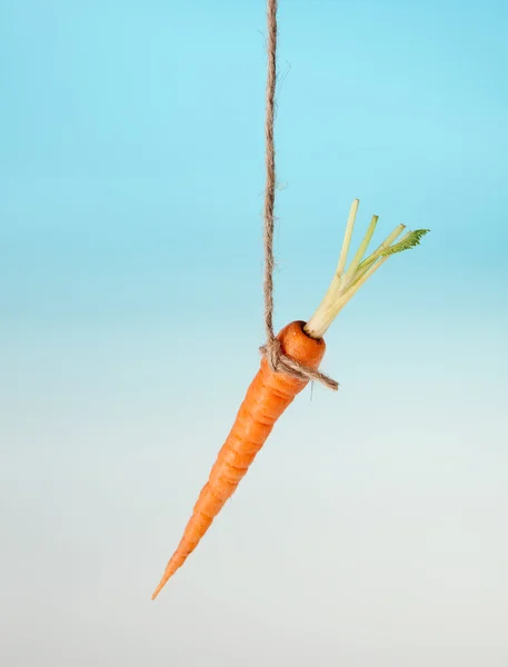 Морквяна приманка на струні — стокове фото