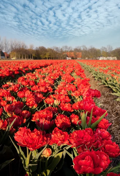 네덜란드 빨간 튤립 — 스톡 사진