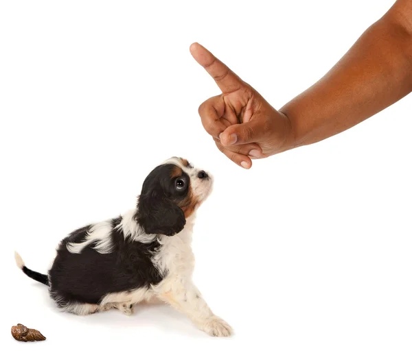 Dog reprimand — Stock Photo, Image