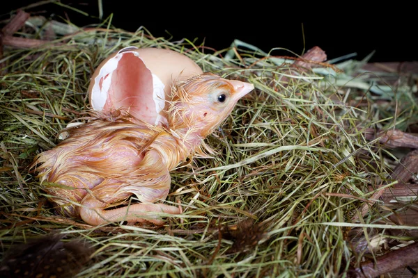 Baby chick saliendo de huevo —  Fotos de Stock
