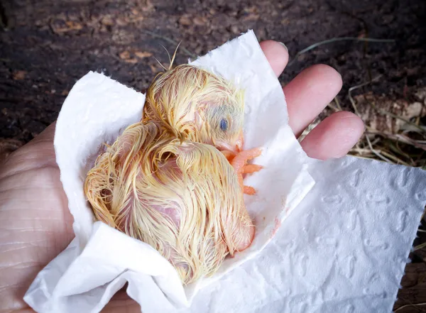 Sleeping chick on hand — Stock Photo, Image