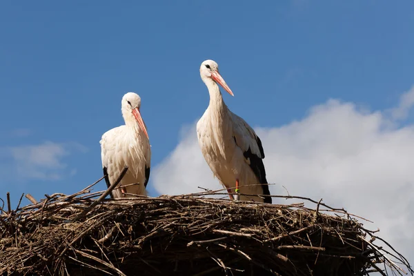 Guardare le cicogne sul nido — Foto Stock
