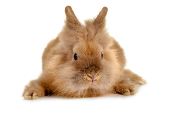 ウサギの顔 — ストック写真