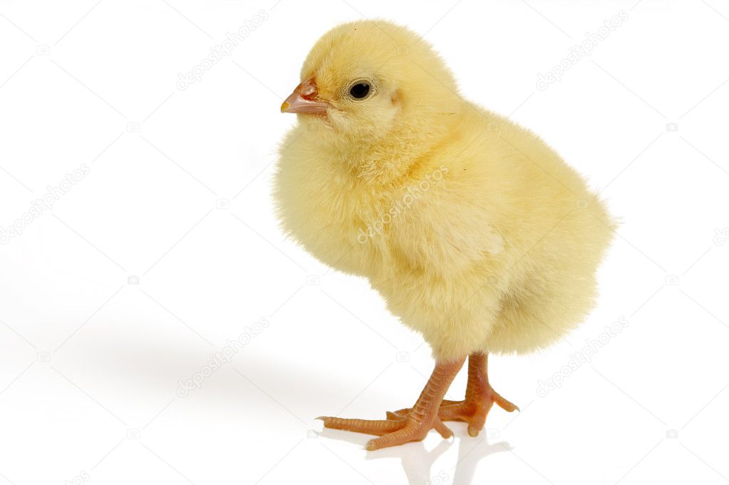 Easter chick isolated