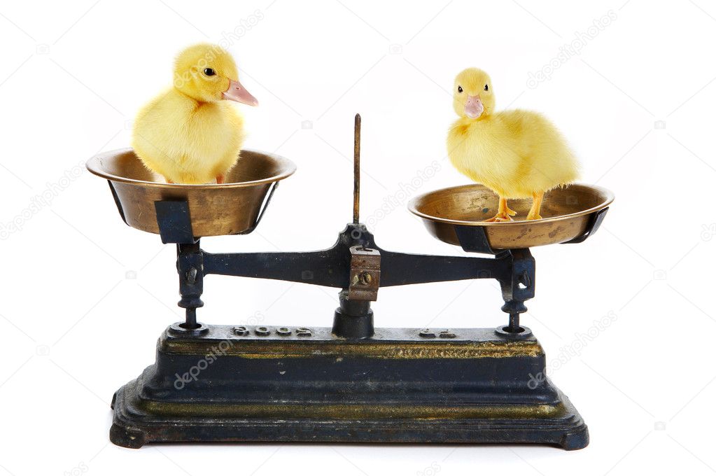 Duck scale
