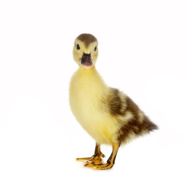 Brown duckling clipart