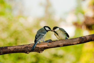 Great tit birds feeding clipart