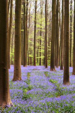 Bluebell forest clipart