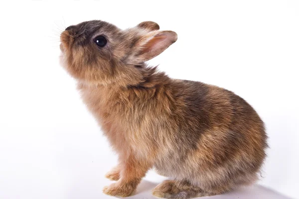興味津 々 の小さなウサギ — ストック写真