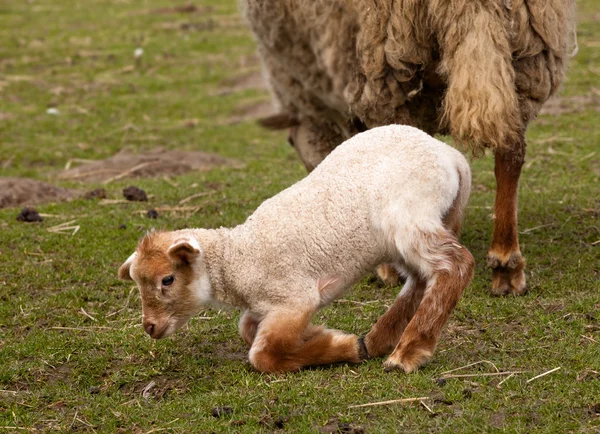 Clumsy newborn lamb — Stock Photo, Image