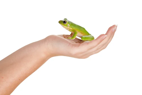Prince frog på hennes hand — Stockfoto