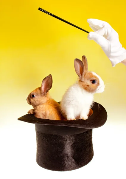 Truco de magia doble con conejos — Foto de Stock