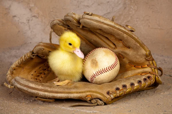 Anatra nel guanto da baseball — Foto Stock