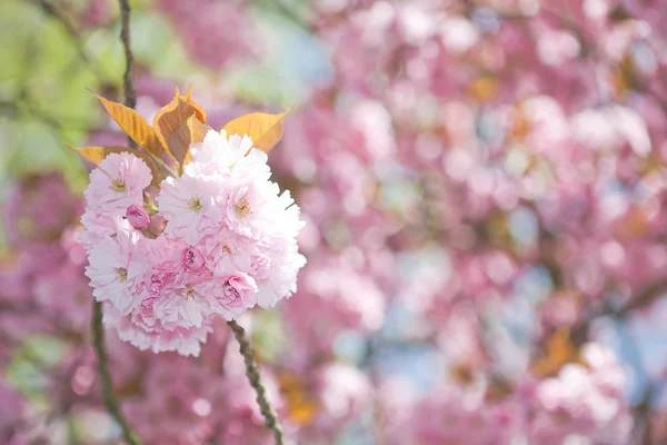 Bunga-bunga musim semi — Stok Foto