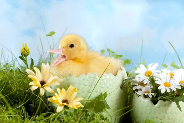Easter Duckling calling — Stock Photo, Image