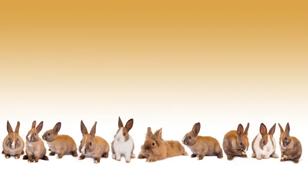 Easter bunny králík hranice — Stock fotografie