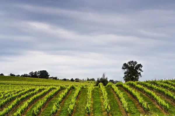 Rangées de vin — Photo