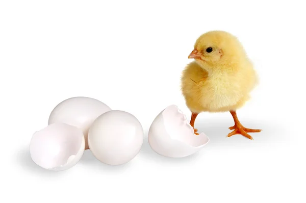 stock image Chick and eggs