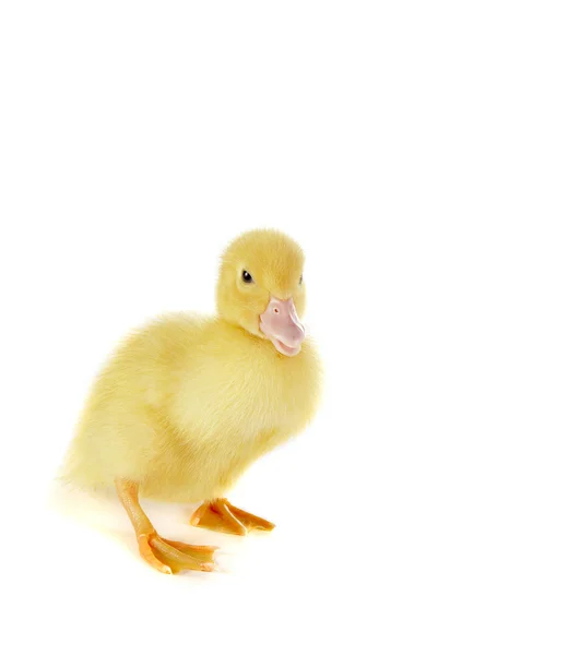 Ducky — Stock fotografie