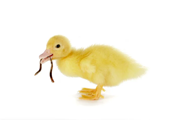 Duckling with worm — Stock Photo, Image