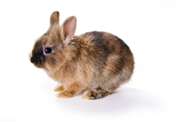 年轻的兔 — 图库照片