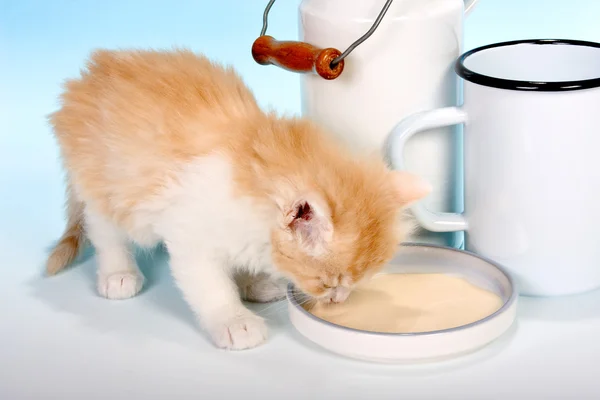 子猫のミルク — ストック写真
