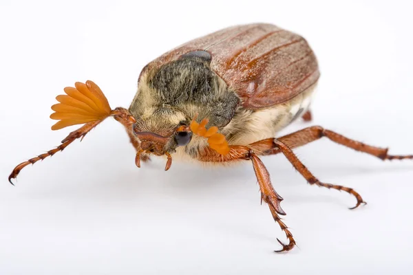 Escarabajo de primavera — Foto de Stock
