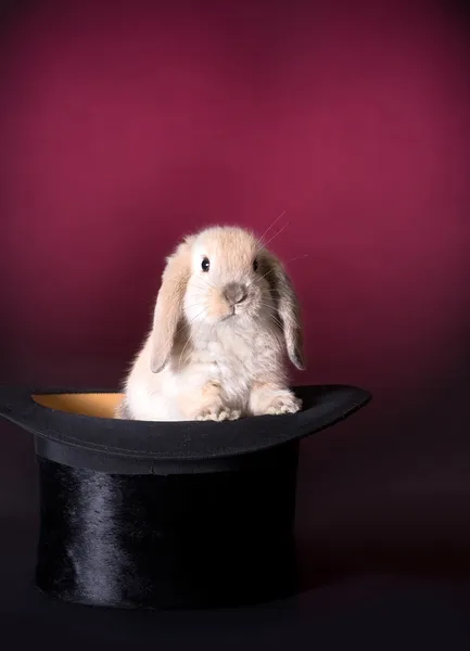 Rabbit on stage — Stock Photo, Image
