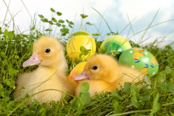 Cute ducklings in grass — Stock Photo, Image