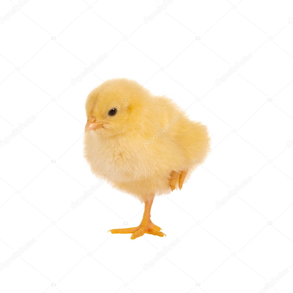 Chick with one leg up